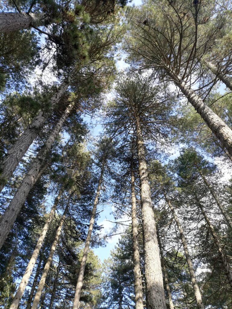 riserva naturale dei giganti di fallistro cosenza calabria