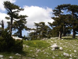 parco-nazionale-del-pollino-cosenza-calabria