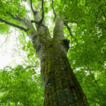 riserva-naturale-di-gallopane-longobucco-cosenza-calabria