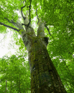 riserva-naturale-di-gallopane-longobucco-cosenza-calabria