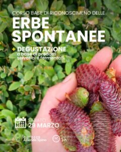 corso-base-riconoscimento-erbe-spontanee-29-marzo-2025-cleto-cosenza