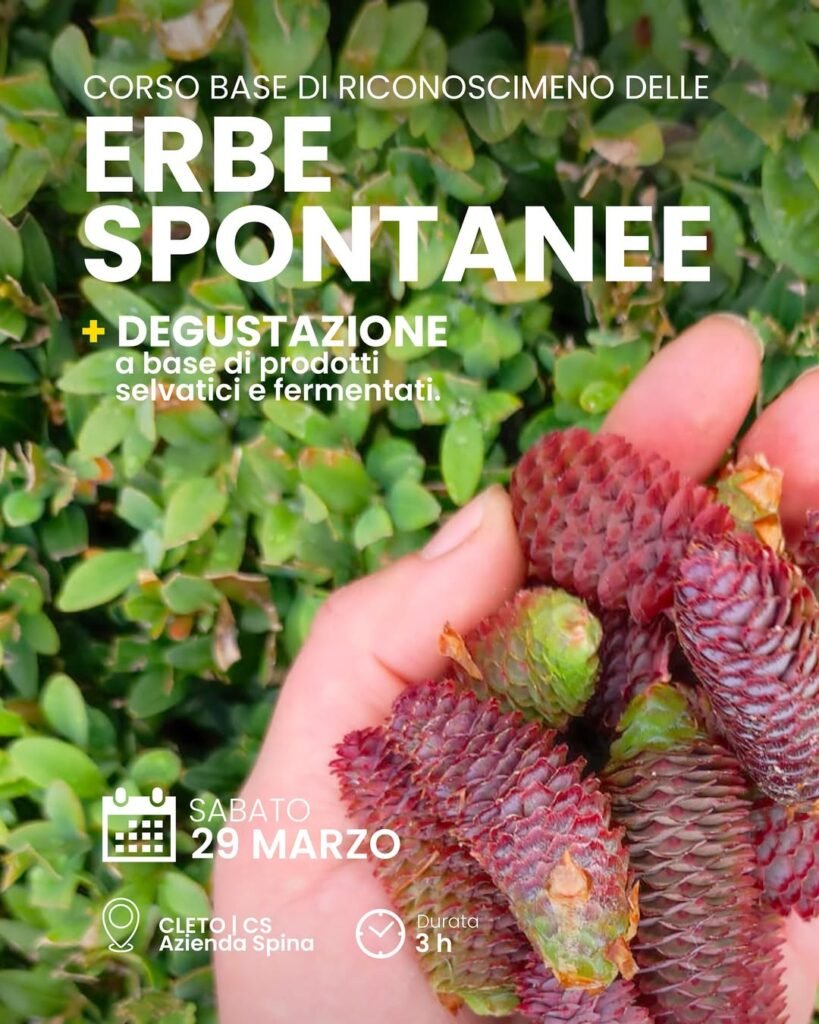 corso-base-riconoscimento-erbe-spontanee-29-marzo-2025-cleto-cosenza