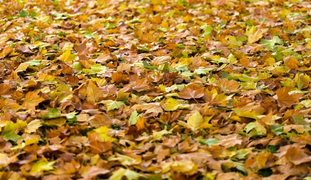 foliage-calabria-autunno-2025