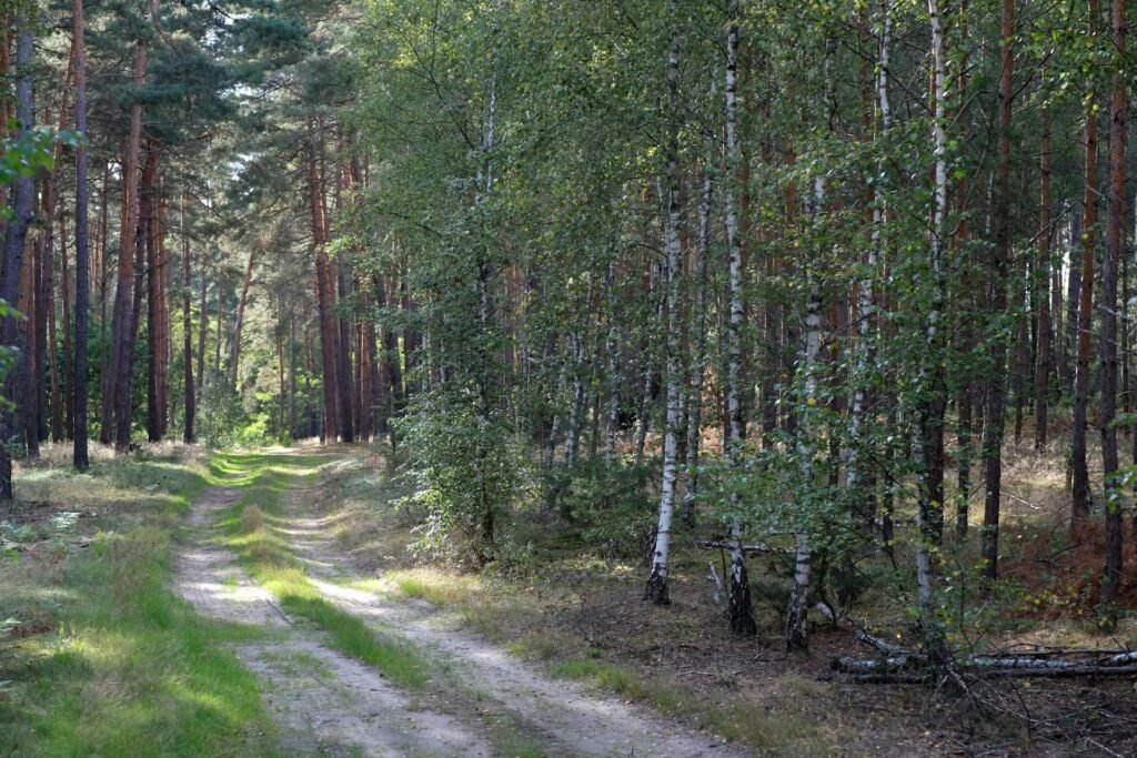 forest-bathing-calabria-bagno-di-foresta